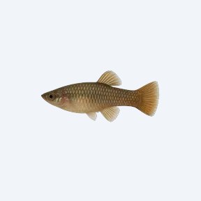 Knife Livebearer (Brachyrhaphis episcopi) in a planted freshwater aquarium