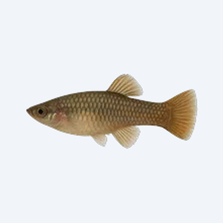 Knife Livebearer (Brachyrhaphis episcopi) in a freshwater aquarium