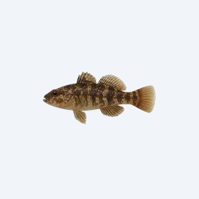 Knight Goby (Gobiiformes sp.) in a planted freshwater aquarium