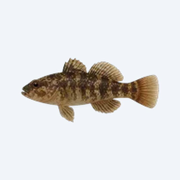 Knight Goby (Gobiiformes sp.) in a freshwater aquarium