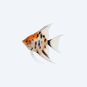 Koi Angelfish (Pterophyllum scalare) in a planted freshwater aquarium