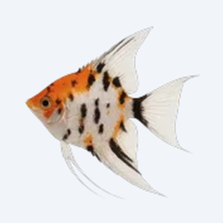 Koi Angelfish (Pterophyllum scalare) in a planted freshwater aquarium