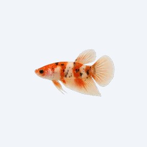 Koi Betta (Betta splendens) in a planted freshwater aquarium
