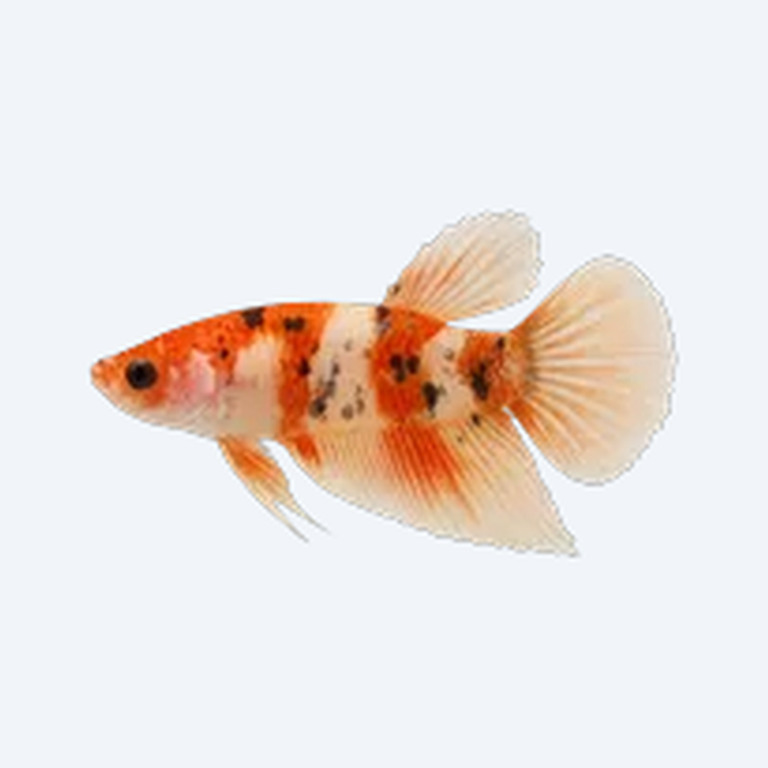 Koi Betta (Betta splendens) in a freshwater aquarium