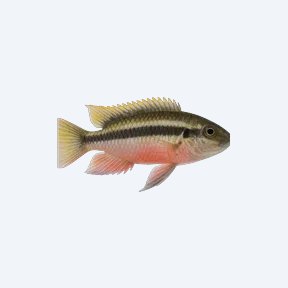 Kribensis (Pelvicachromis pulcher) in a planted freshwater aquarium