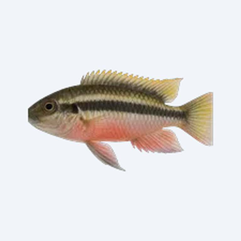 Kribensis (Pelvicachromis pulcher) in a freshwater aquarium