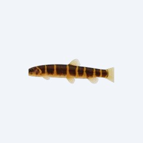 Kuhli Loach (Pangio kuhlii) in a planted freshwater aquarium