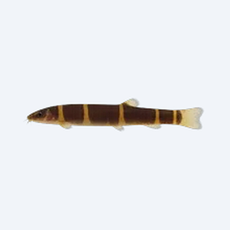 Kuhli Loach (Pangio kuhlii) in a planted freshwater aquarium