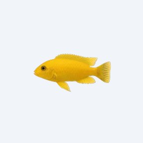 Labidochromis caeruleus (Labidochromis caeruleus) in a planted freshwater aquarium