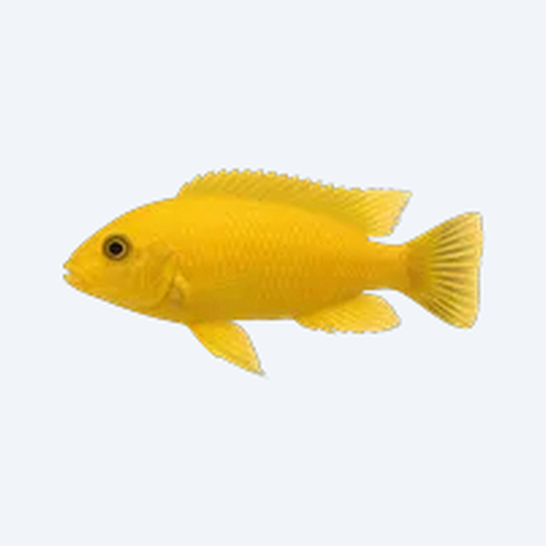 Labidochromis caeruleus (Labidochromis caeruleus) in a freshwater aquarium