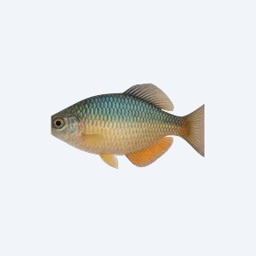 Lake Kurumoi Rainbowfish (Melanotaeniidae sp.) in a planted freshwater aquarium