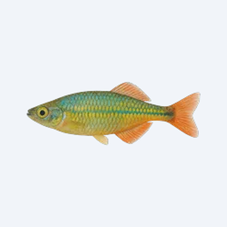 Lake Kurumoi Rainbowfish (Melanotaeniidae sp.) in a planted freshwater aquarium