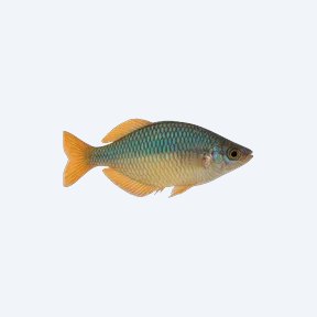 Lake Kutubu Rainbowfish (Melanotaeniidae sp.) in a planted freshwater aquarium