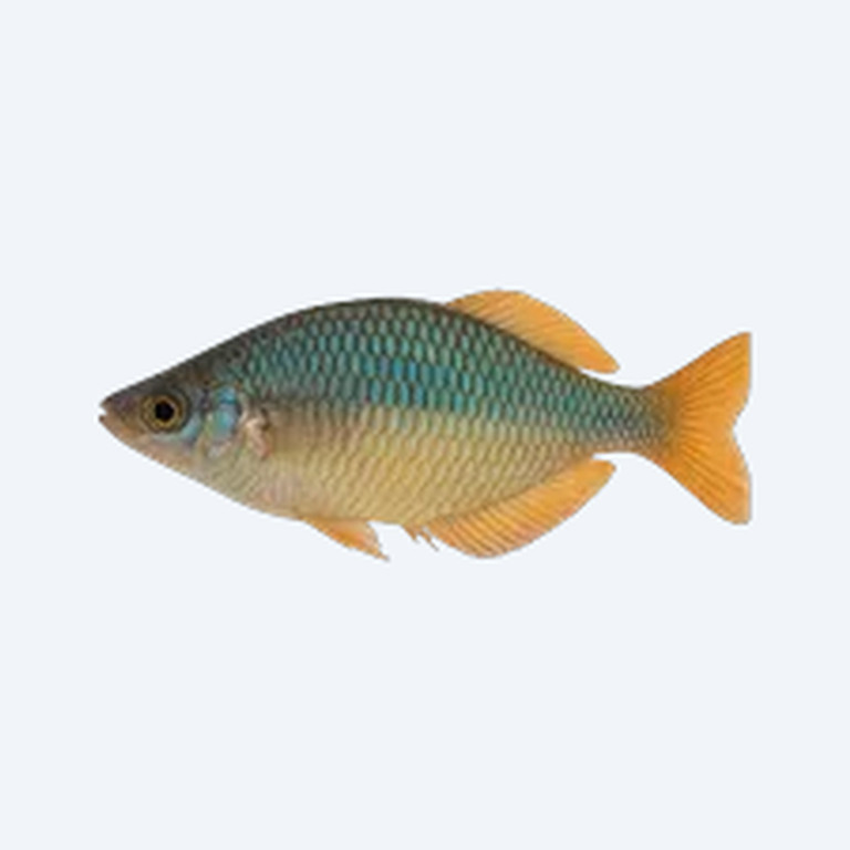 Lake Kutubu Rainbowfish (Melanotaeniidae sp.) in a freshwater aquarium