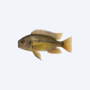 Lake Malawi Syno (Siluriformes sp.) in a planted freshwater aquarium