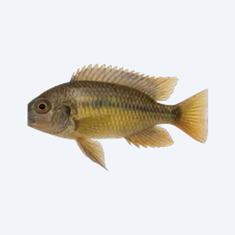 Lake Malawi Syno (Siluriformes sp.) in a freshwater aquarium