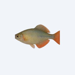 Lake Tebera Rainbowfish (Melanotaeniidae sp.) in a planted freshwater aquarium