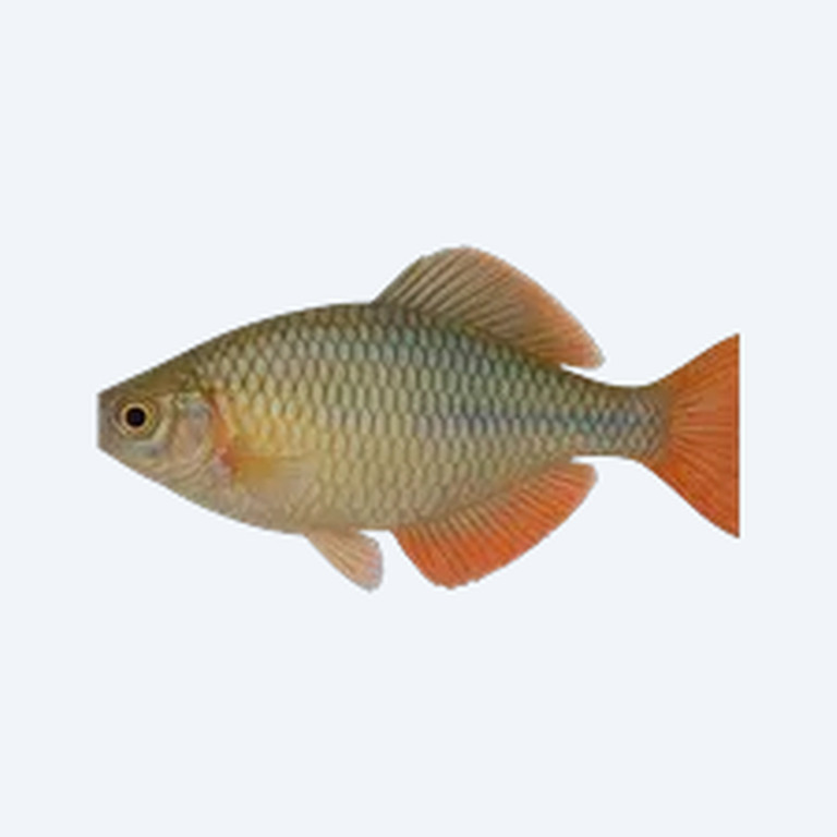 Lake Tebera Rainbowfish (Melanotaeniidae sp.) in a freshwater aquarium