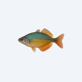 Lake Wanam Rainbowfish (Melanotaeniidae sp.) in a planted freshwater aquarium