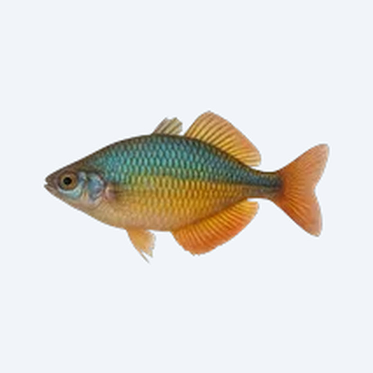 Lake Wanam Rainbowfish (Melanotaeniidae sp.) in a freshwater aquarium