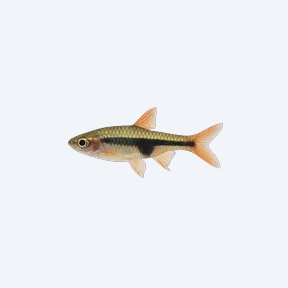 Lambchop Rasbora (Trigonostigma espei) in a planted freshwater aquarium
