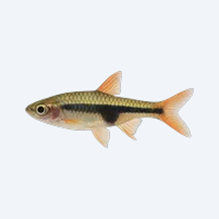 Lambchop Rasbora (Trigonostigma espei) in a planted freshwater aquarium