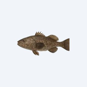 Largescale Four-eyed Fish (Anableps anableps) in a planted freshwater aquarium