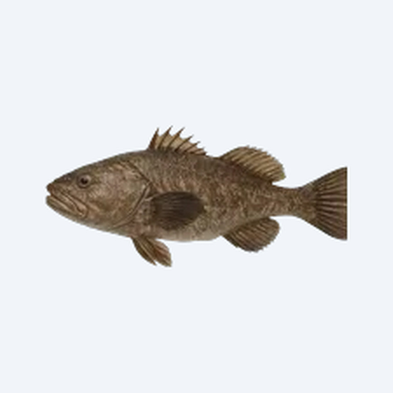 Largescale Four-eyed Fish (Anableps anableps) in a planted freshwater aquarium