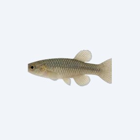 Least Killifish (Heterandria formosa) in a planted freshwater aquarium