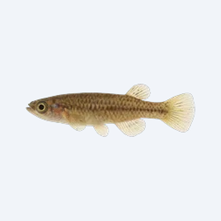 Least Killifish (Heterandria formosa) in a freshwater aquarium