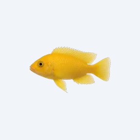 Lemon Cichlid (Cichlidae sp.) in a planted freshwater aquarium