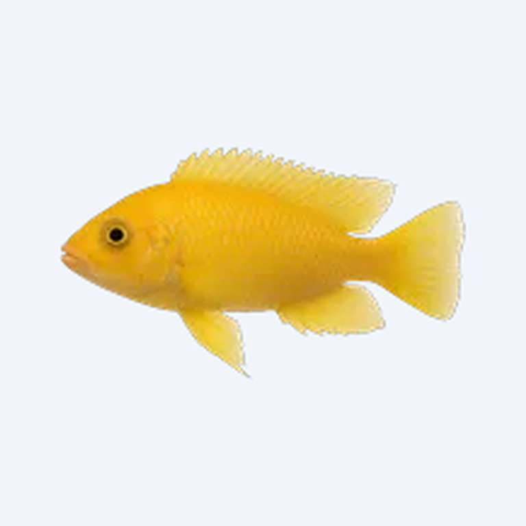 Lemon Cichlid (Cichlidae sp.) in a freshwater aquarium