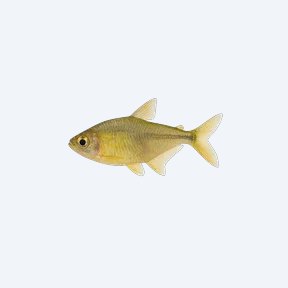 Lemon Tetra (Characidae sp.) in a planted freshwater aquarium