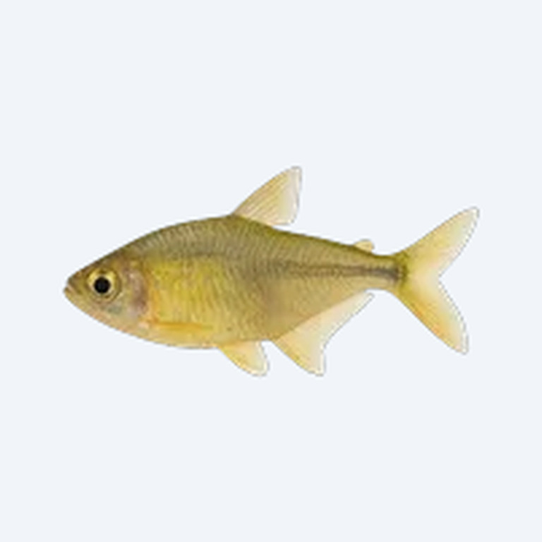 Lemon Tetra (Characidae sp.) in a planted freshwater aquarium