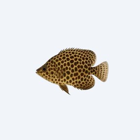 Leopard Angelfish (Pterophyllum scalare) in a planted freshwater aquarium