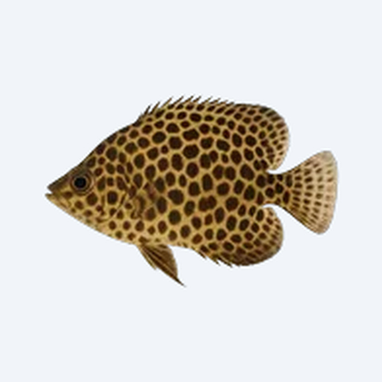 Leopard Angelfish (Pterophyllum scalare) in a freshwater aquarium