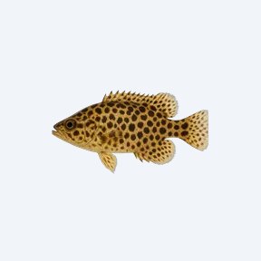 Leopard Bush Fish (Ctenopoma acutirostre) in a planted freshwater aquarium