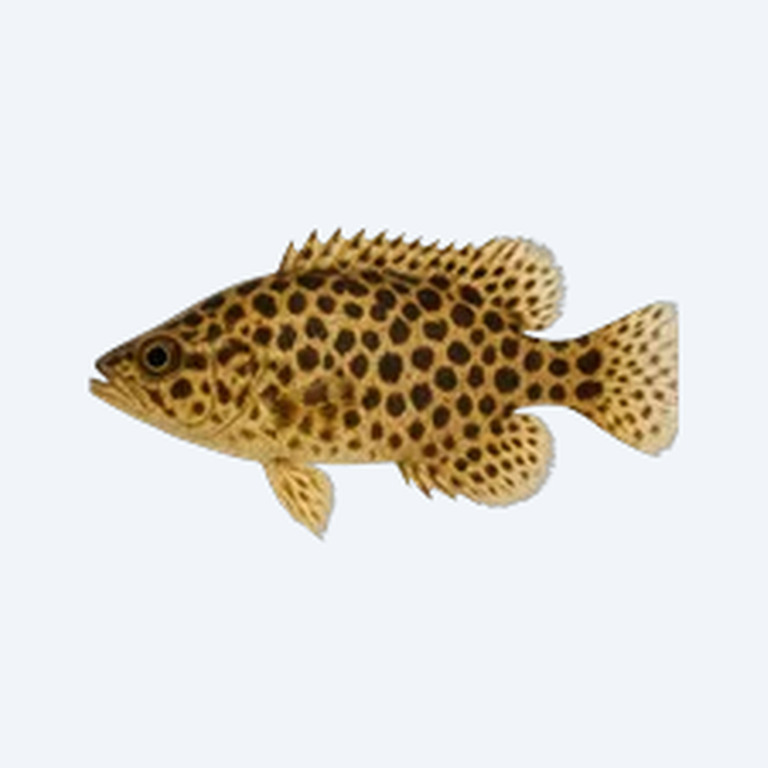 Leopard Bush Fish (Ctenopoma acutirostre) in a planted freshwater aquarium