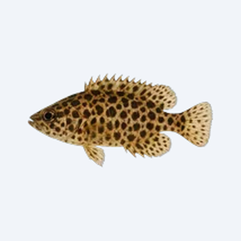 Leopard Bushfish (Ctenopoma acutirostre) in a freshwater aquarium