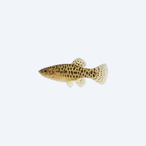Leopard Goodeid (Allotoca maculata) in a planted freshwater aquarium