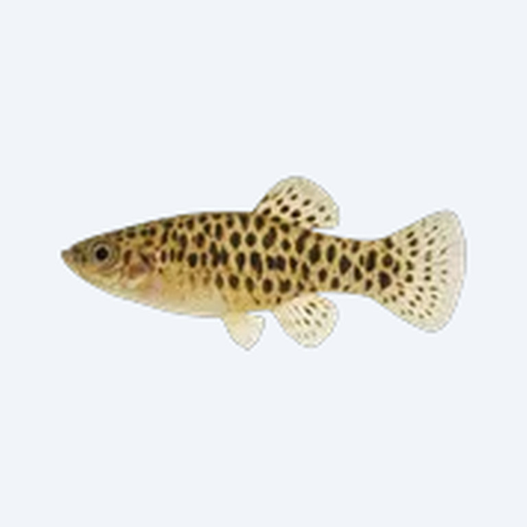 Leopard Goodeid (Allotoca maculata) in a freshwater aquarium