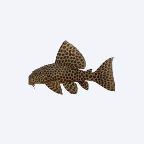 Leopard Sailfin Pleco (Loricariidae sp.) in a planted freshwater aquarium