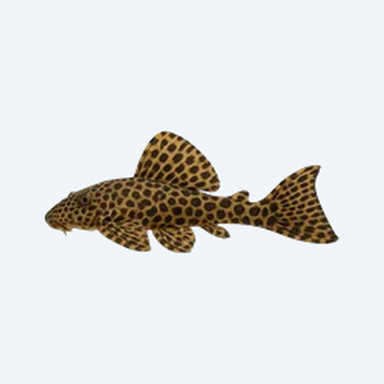 Leopard Sailfin Pleco (Loricariidae sp.) in a planted freshwater aquarium