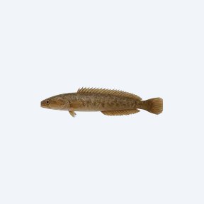 Lesser Spiny Eel (Macrognathus aculeatus) in a planted freshwater aquarium
