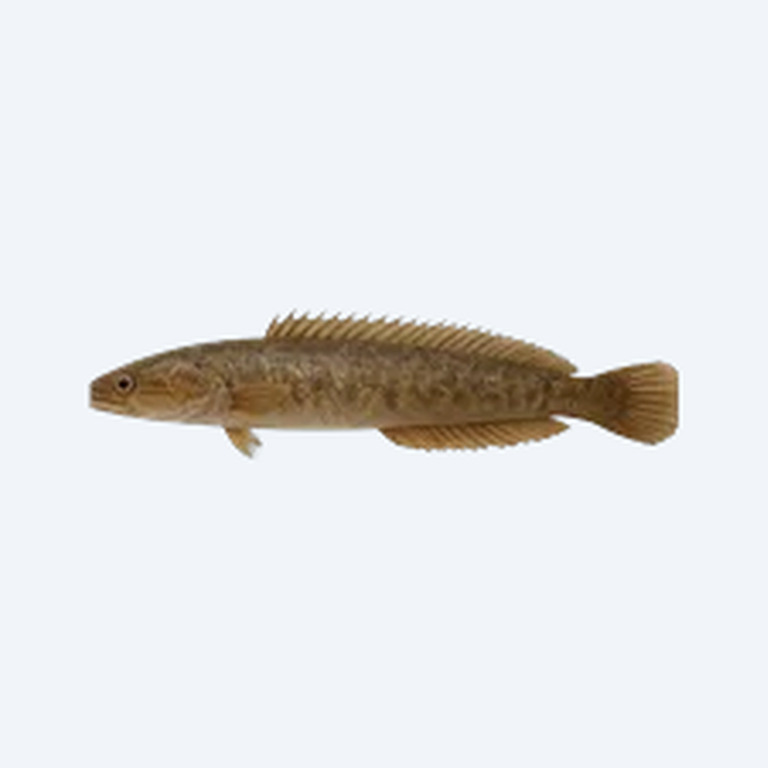 Lesser Spiny Eel (Macrognathus aculeatus) in a freshwater aquarium