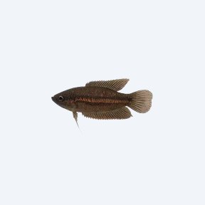 Licorice Gourami (Parosphromenus spp.) in a planted freshwater aquarium