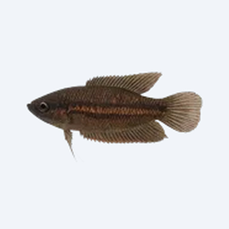 Licorice Gourami (Parosphromenus spp.) in a freshwater aquarium
