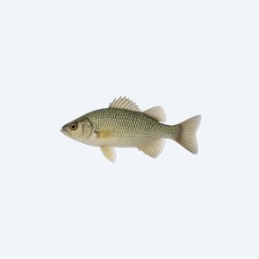 Liposarcus multiradiatus (Pterygoplichthys multiradiatus) in a planted freshwater aquarium