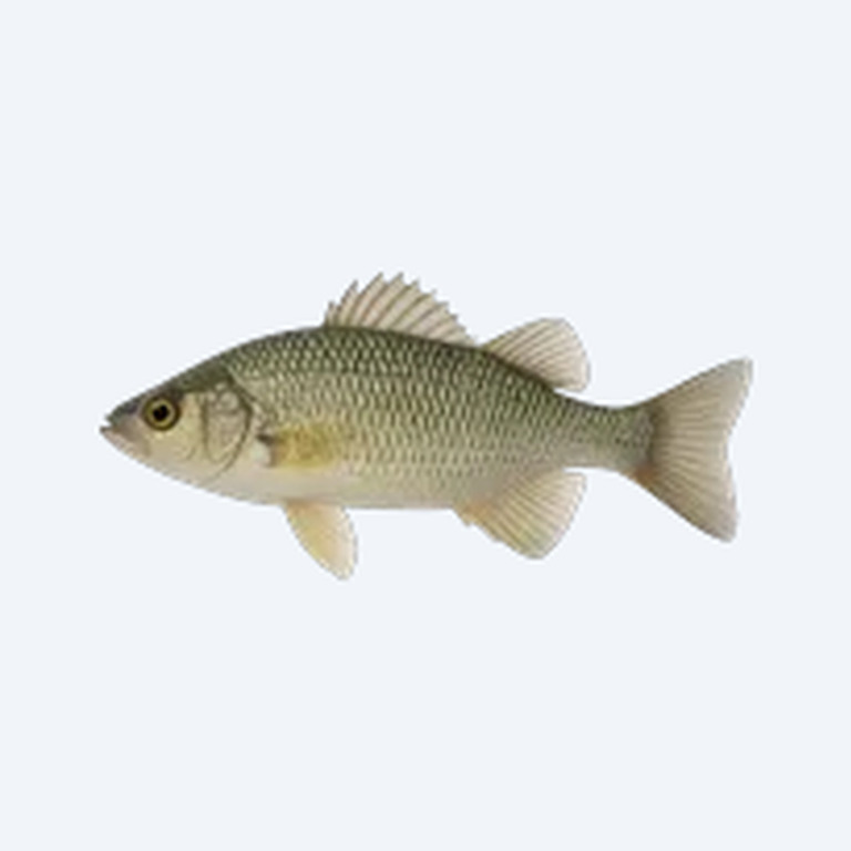 Liposarcus multiradiatus (Pterygoplichthys multiradiatus) in a freshwater aquarium