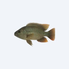 Livingston's Cichlid (Cichlidae sp.) in a planted freshwater aquarium